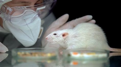 should animal testing be banned